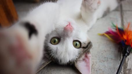 Upside Down Playful Kitty Reaching for the Camera wallpaper