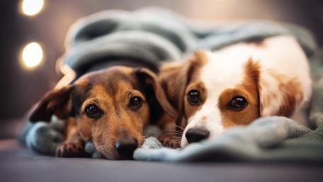 Cozy Canine Companions Two Dogs Sharing a Warm Friendship Moment wallpaper