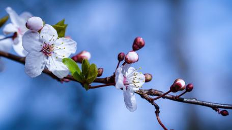 Spring Blossom Twig with White Flowers Against Soft Blue Sky wallpaper
