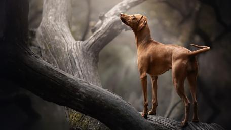 Majestic Vizsla Standing Alert on Weathered Forest Tree Trunk wallpaper