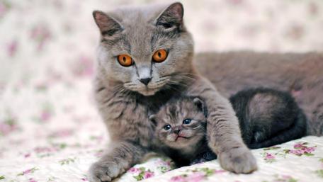 British Shorthair Mother Cuddling Her Tiny Kitten on Floral Bedding wallpaper