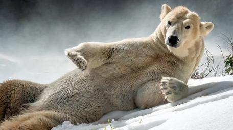 Relaxed Polar Bear Lounging on Arctic Snowdrift wallpaper