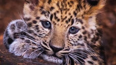 Adorable Leopard Cub Close Up With Spotted Fur and Gentle Eyes wallpaper