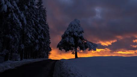 Lone Snowy Pine at Dusk Afterglow Along a Quiet Winter Road wallpaper
