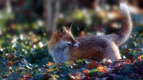 Alert Red Fox Among Autumn Leaves in Soft Forest Light wallpaper