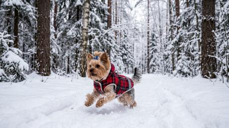Playful Yorkie in Red Plaid Coat Racing Through Winter Snow wallpaper