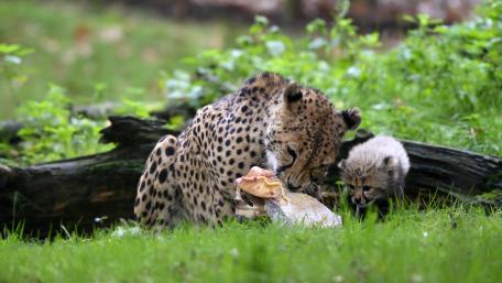 Cheetah Mother and Curious Cub Sharing a Quiet Meal in Nature wallpaper