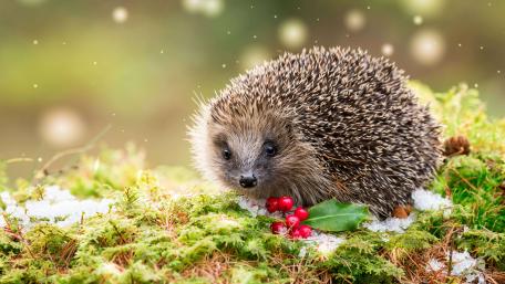 Adorable Hedgehog Close Up on Moss with Winter Berries 5K wallpaper