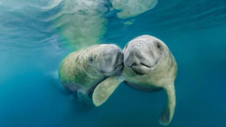 Tender West Indian Manatees Drifting Together in Clear Blue Water wallpaper