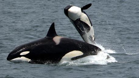 Playful Orcas Breaching Through Cool Ocean Waves wallpaper