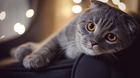 Dreamy Grey Scottish Fold Cat with Golden Eyes and Soft Bokeh Lights wallpaper