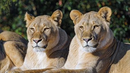 Serene Lionesses Resting in Golden Light 4K Wildlife Wallpaper wallpaper