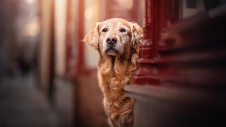 Golden Retriever Peeking from City Street with Warm Bokeh Light wallpaper