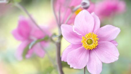 Soft Pink Anemone Blossom in Dreamy Garden Light wallpaper