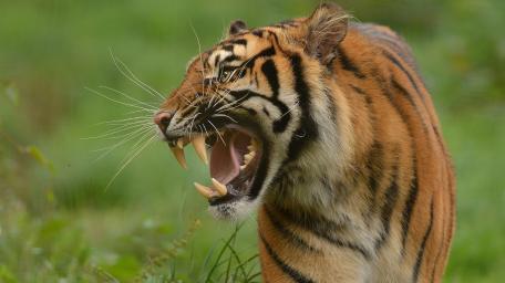 Roaring Tiger Closeup in Wild Grassland wallpaper