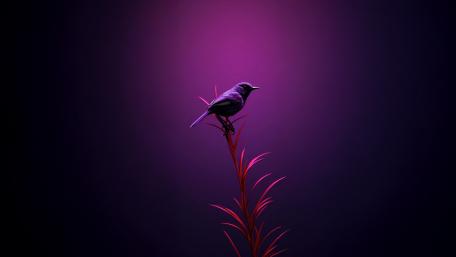 Midnight Violet Songbird on Crimson Reeds wallpaper