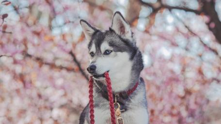 Blue Eyed Siberian Husky in Soft Spring Bokeh wallpaper