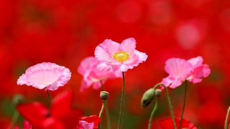 Blush Pink Poppies Floating Over a Crimson Meadow Blur wallpaper