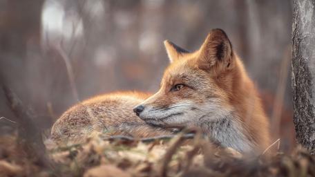 Resting Red Fox in Soft Woodland Light wallpaper