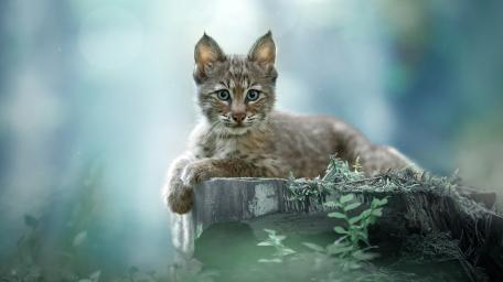 Curious Lynx Cub Resting on a Forest Stump wallpaper