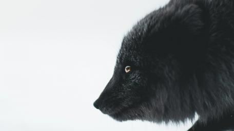 Shadowed Arctic Fox Profile in Monochrome Close-Up wallpaper