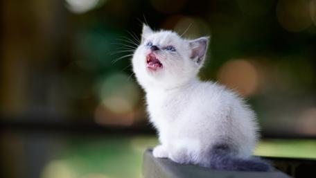 Tiny Blue Eyed Kitten Meowing in Soft Garden Bokeh wallpaper