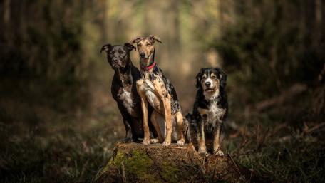 Forest Companions Amstaff and Catahoula in 5K wallpaper