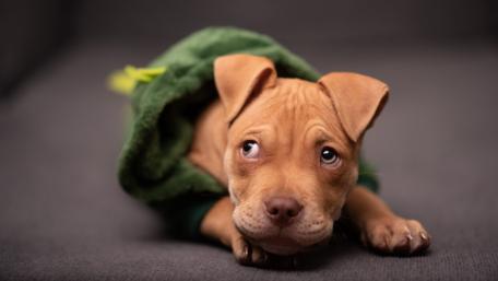 Cozy Pit Bull Puppy in a Green Hoodie Wallpaper wallpaper