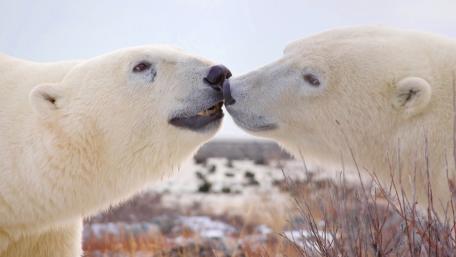 Tender Polar Bear Couple Sharing a Quiet Arctic Kiss wallpaper