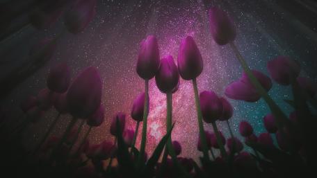 Tulips Beneath a Violet Starry Sky Dreamscape wallpaper