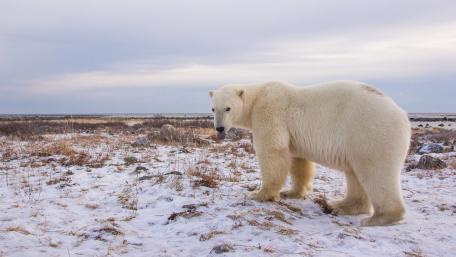 Solitary Polar Bear On Snowy Arctic Tundra 4K Wallpaper wallpaper
