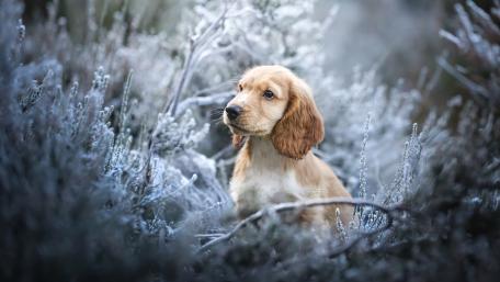 Frosty Morning Portrait of an English Cocker Spaniel Puppy wallpaper