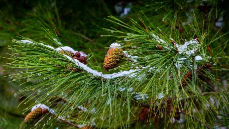 Frosted Pine Needles and Pinecones in Crisp Winter Stillness wallpaper