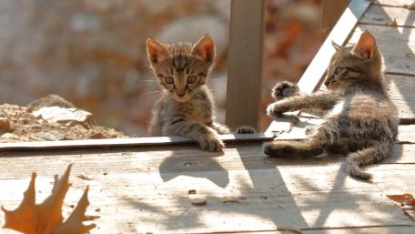 Sunlit Tabby Kittens Lounging on a Rustic Wooden Porch wallpaper