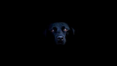 Midnight Gaze Black Dog Minimalist Portrait on Deep Black wallpaper