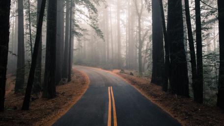 Misty Forest Road Through Towering Pines in Crisp 4K wallpaper