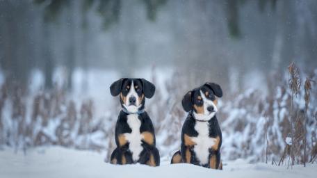 Entlebucher Mountain Dogs Waiting in Soft Falling Snow wallpaper