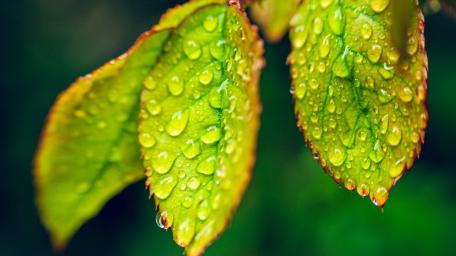 Rain Kissed Green Leaves in Soft Focus wallpaper