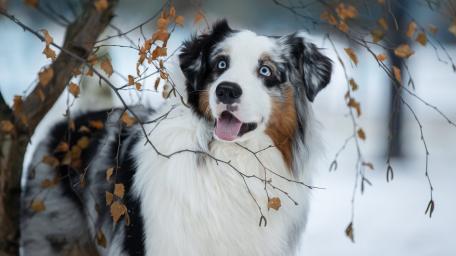 Blue Eyed Australian Shepherd in Soft Winter Forest Light wallpaper