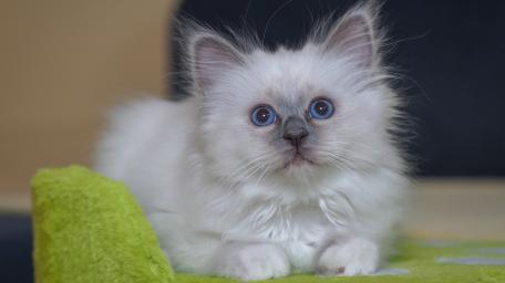 Blue Eyed Birman Kitten Resting on Soft Green Blanket wallpaper