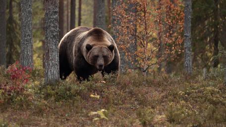 Majestic Brown Bear Roaming Through Autumn Forest Wilderness 5K Wallpaper wallpaper