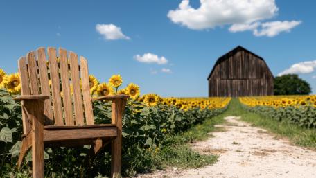 Sunflower Lane Serenity by the Family Barn wallpaper