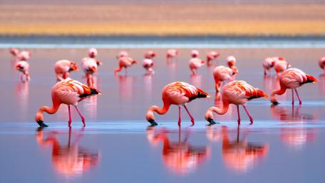Serene Pink Flamingos Wading Across Mirrorlike Lagoon at Sunset wallpaper