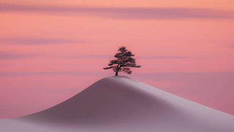 Solitary Pine on a Dreamy Pink Hill in Minimal Fantasy Art wallpaper