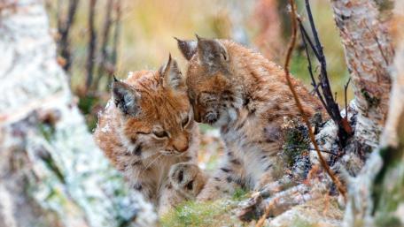 Tender Lynx Cubs Cuddling in a Frosty Forest Glow wallpaper
