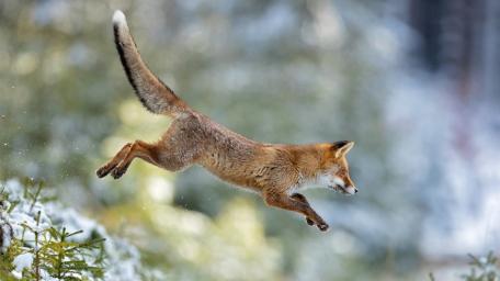 Red Fox Midair Leap Through Winter Woodland wallpaper