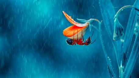 Rainy Macro Ant Shelter Beneath Orange Petal in Blue Hues wallpaper