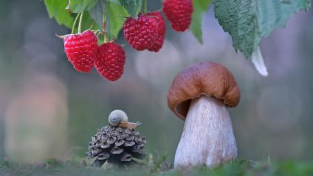 Forest Macro Still Life with Raspberries Mushroom and Pinecone wallpaper