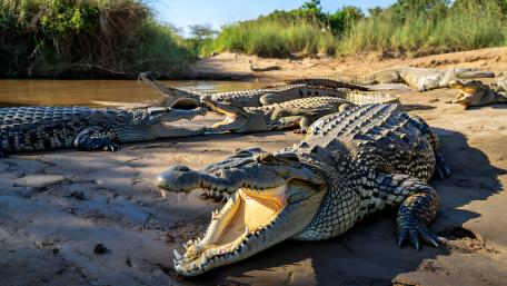 Sunlit Riverbank Crocodiles in 5K Wild Detail wallpaper
