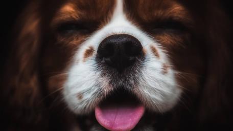Boop Ready Cavalier King Charles Spaniel Snout Close Up wallpaper